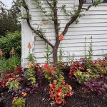 Espaliered Prunus Mume Flowers Espaliered Prunus Mume Flowers