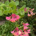 Honeysuckle Honeysuckle