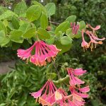 Honeysuckle Honeysuckle