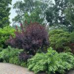 Smoke Bush Smoke Bush