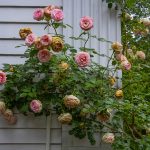 Kathy Baker Roses 2 Kathy Baker Roses 2