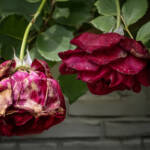 Kathy Baker Roses 3 Kathy Baker Roses 3