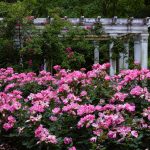 Kathy Baker Roses 1 Kathy Baker Roses 1