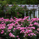 Kathy Baker Roses 1 Kathy Baker Roses 1