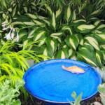 Bird Bath Bird Bath