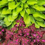 Hosta & Coleus Hosta & Coleus