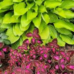 Hosta & Coleus Hosta & Coleus