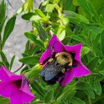 Bee and Calibrachoa Bee and Calibrachoa