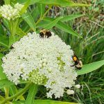 Bees on Asclepias Bees on Asclepias