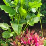 Calla lily Calla lily