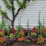 Espaliered Plum & Colorful Annuals Espaliered Plum & Colorful Annuals