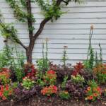 Espaliered Plum  & Colorful Annuals Espaliered Plum  & Colorful Annuals