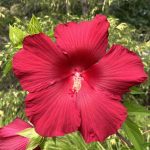 Perennial Hibiscus Perennial Hibiscus