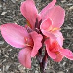 Pink Canna Pink Canna