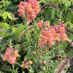 Snapdragons Snapdragons