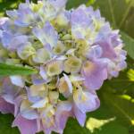 Hydrangea by Gerry Pappalardo Hydrangea by Gerry Pappalardo
