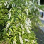 Itea Virginia by Gerry Pappalardo Itea Virginia by Gerry Pappalardo