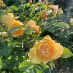 Roses by Gerry Pappalardo Roses by Gerry Pappalardo