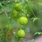 Katharine Boyle 8-2-25 Katharine Boyle 8-2-25