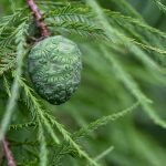 Katharine Boyle 8-2-25 Katharine Boyle 8-2-25