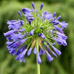 Agapanthus, Katharine Boyle Agapanthus, Katharine Boyle