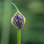 Agapanthus Bud, Katharine Boyle Agapanthus Bud, Katharine Boyle