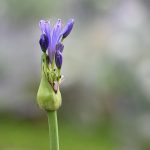 Agapanthus Opening Bud, Katharine Boyle Agapanthus Opening Bud, Katharine Boyle