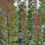 Cotinus Coggygria, Heather Emelander Cotinus Coggygria, Heather Emelander