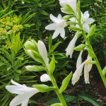 Fragrant White Hosta Flowers, Heather Emelander Fragrant White Hosta Flowers, Heather, Heather Emelander