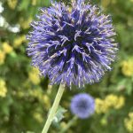 Globe Thistle Globe Thistle
