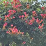 Trumpet Creeper. Trumpet Creeper.