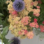 Yarrow and Globe Thistle Yarrow and Globe Thistle
