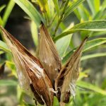 Asclepias Incarnata 'Ice Ballet' Seed Pods Asclepias Incarnata 'Ice Ballet' Seed Pods