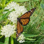 Asclepias Incarnata 'Ice Ballet' Asclepias Incarnata 'Ice Ballet'