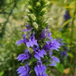 Lobelia Siphilitica Lobelia Siphilitica