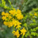 Solidago-Shortii Solidago-Shortii