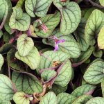 Viola Walteri Viola Walteri