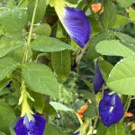 Clitoria Ternatea Clitoria Ternatea