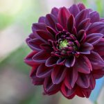 Katharine Boyle 8-2-25 Katharine Boyle 8-2-25