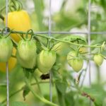 Katharine Boyle 8-2-25 Katharine Boyle 8-2-25