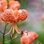 Katharine Boyle 8-2-25 Katharine Boyle 8-2-25