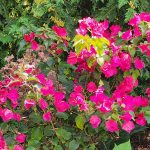 Bougainvillea Bougainvillea