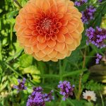 Dahlia Verbena Bonariensis Dahlia Verbena Bonariensis