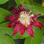 Red Passion Flower. Red Passion Flower.