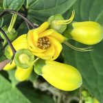 Kirengeshoma Palmata Kirengeshoma Palmata