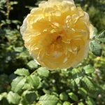 The Poet's Rose The Poet's Rose