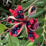 Woodland Peony Open Seed Pod Woodland Peony Open Seed Pod