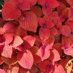Coleus Spp Coleus Spp