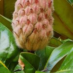 Magnolia Grandiflora cv Victoria - Seed Pod Magnolia Grandiflora cv Victoria - Seed Pod