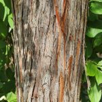 Taxodium Ascendens Bark Taxodium Ascendens Bark